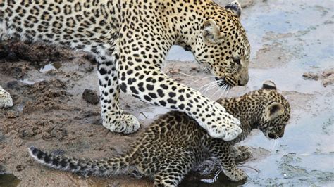 In general, cat symbolism is all about communication. The meaning and symbolism of the word - «Leopard»