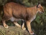 Chinese mountain cat is a type of mammal that belongs to the family of cats. WILD CATS - LYNX -- Chinese Mountain Cat