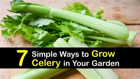 7 Simple Ways To Grow Celery In Your Garden