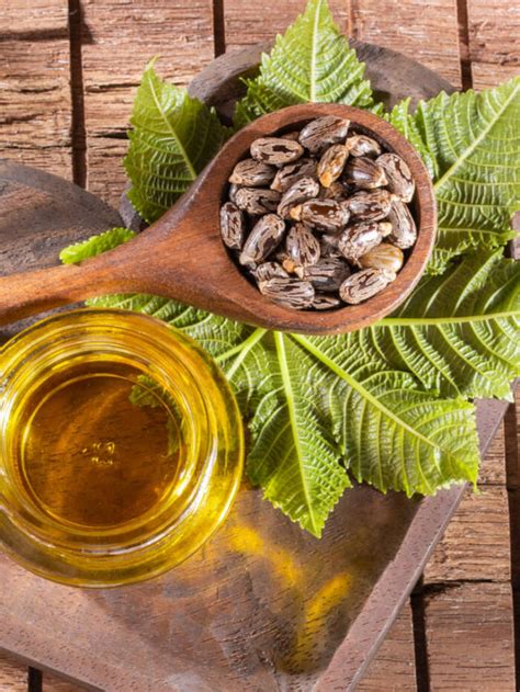 7 Amazing Health Benefits Of Castor Oil Blog Healthifyme