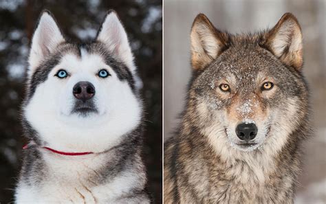 تفاوت گرگ و سگ