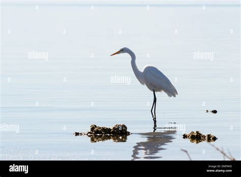 Great Egret Or Great White Heron Walking In The Water Of The Salton Sea