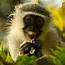 Vervet Monkey  Facts Diet Habitat & Pictures On Animaliabio