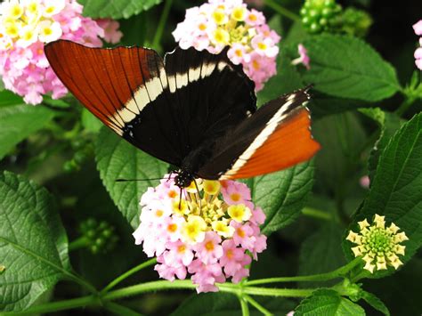 Wer den zitronenfalter lieb hat, sollte einen faulbaum in seine hecke pflanzen. Im Garten der Schmetterlinge - Schmetterling / Butterfly ...