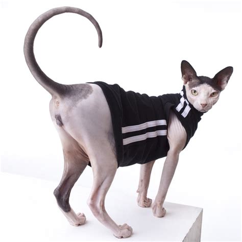 Sphynx Cat Shirts Track Suit Sphynx Cat Wear