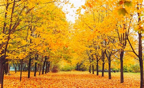 Premium Photo Bright Autumn Park With Maple Trees