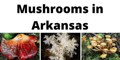 A Comprehensive List Of Common Wild Mushrooms In Arkansas