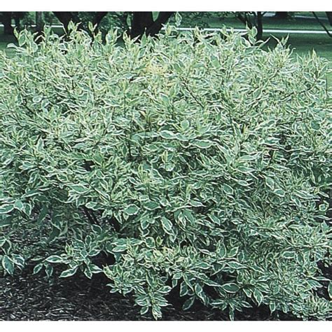358 Gallon White Variegated Dogwood Flowering Shrub In Pot L6198 At