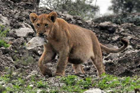 Fat Trash Lion Fat Lion Cub Carrying Plastic Bottle Ndutu David