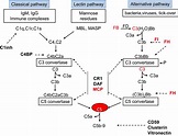 Glomerular Diseases Dependent on Complement Activation, Including ...