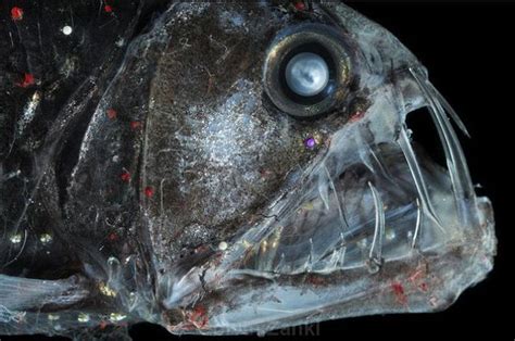 Real Deep Sea Creatures Real Life Deep Sea Monsters 32