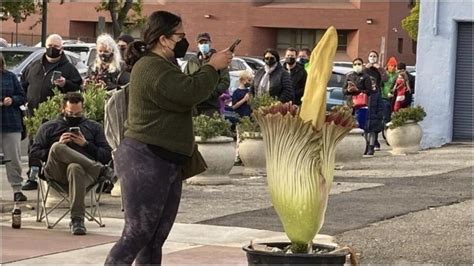 People In California Gather Around To See Extremely Rare Blooming