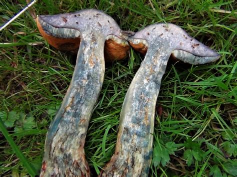 Lurid Bolete