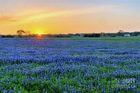 Golden Glow Over Bluebonnet Landscape Texas Wildflowers Photograph By