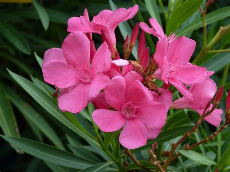 Houston Gardens Lovely But Poisonous Oleander