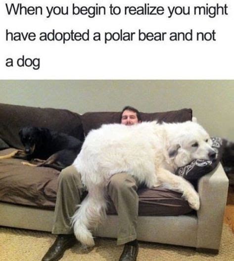 30 Of The Best Big Dog Memes Funny Animals Funny Animal Pictures