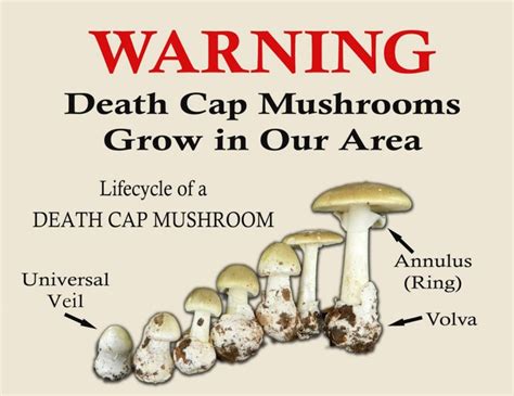 Alabama Mushroom Identification All Mushroom Info