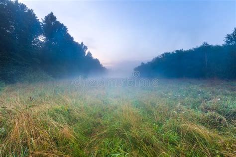 Beautiful Morning On Foggy Meadow Stock Image Image Of Yellow