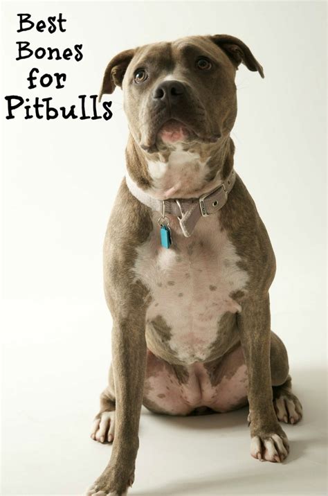 Best Dog Bones For Pit Bulls Dogvills