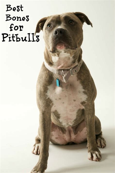 Show your support by linking to pitbulls.org. Best Dog Bones for Pit Bulls - DogVills
