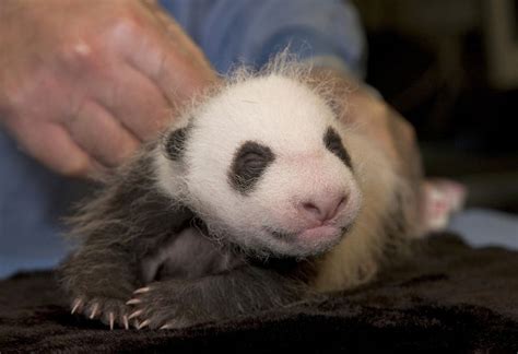 First Photos Of San Diegos New Panda Cub Zooborns