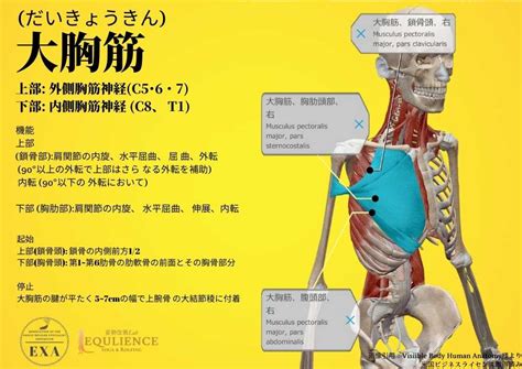 大胸筋（だいきょうきん）【筋膜リリースの為の機能解剖学】 【iastm筋膜リリース認定資格セミナー】日本isatm協会