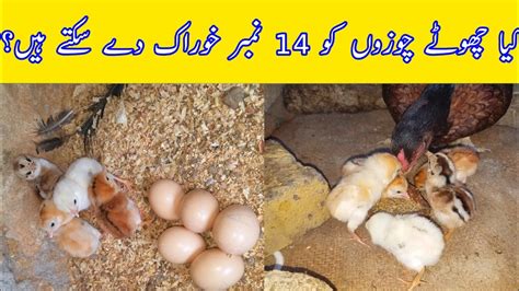 Can Baby Chicks Eat Grower Feed YouTube