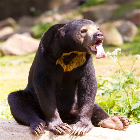 Honey Bear Adult Honey Bears Have Almost No Predators Exce Flickr