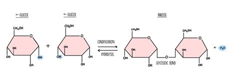 Biological Molecules A Level The Science Hive