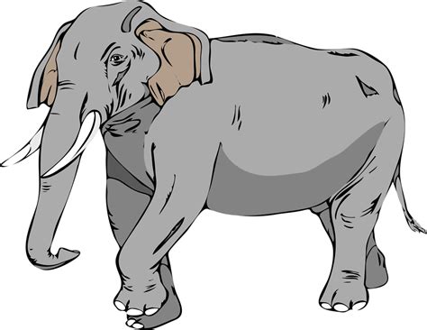 Elephant Free Stock Photo Illustration Of An Elephant 11454