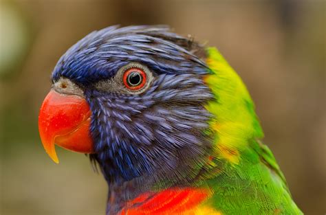 Gratis Afbeeldingen Vogel Wildlife Bek Kleurrijk Fauna Lori Ara