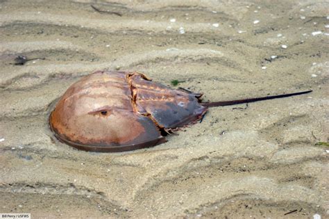 Atlantic Horseshoe Crab Facts Pictures Video And In Depth Information