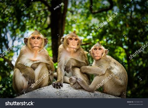 Three Monkey Brothers Zoo Stock Photo 1514451791 Shutterstock