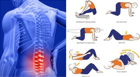 5 Lower Back Bodyweight Exercises To Ease Off Back Pain And Strengthen
