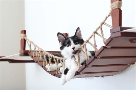 Bamboo Cat Bridges From Catastrophic Creations
