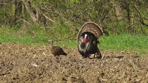 Bowhunting Minnesota Turkeys