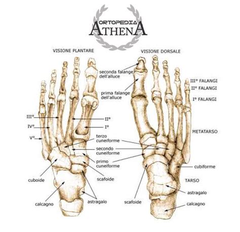 Anatomia Del Piede Athena Ortopedia E Sport