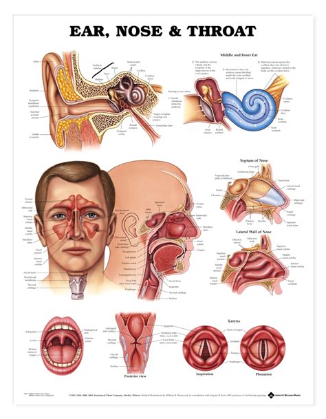 Ear Nose And Throat Anatomical Chart Anatomy Models And Anatomical Charts