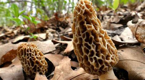 Morel Mushroom Hunting In Missouri A Thrilling Foray Into The Show Me