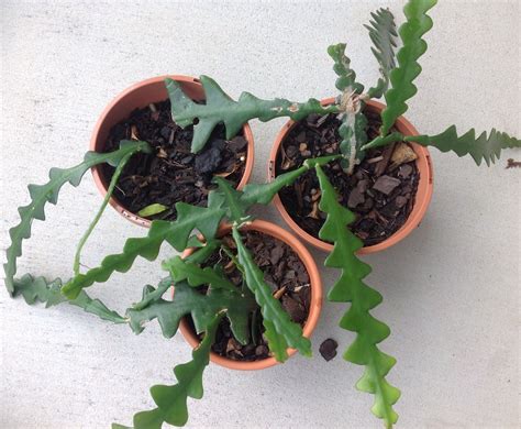 Browse succulents by common name: Epiphyllum anguliger - Orchid Cactus, Zig Zag, Queen of ...