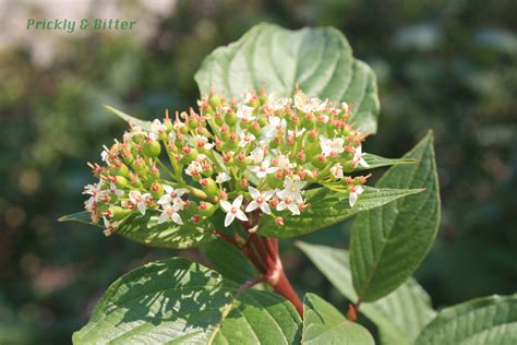 Maybe you would like to learn more about one of these? Prickly and Bitter: The (red) osier dogwood