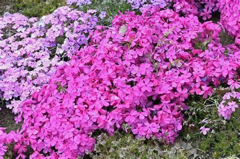 How To Grow And Care For Creeping Phlox Gardener S Path Creeping