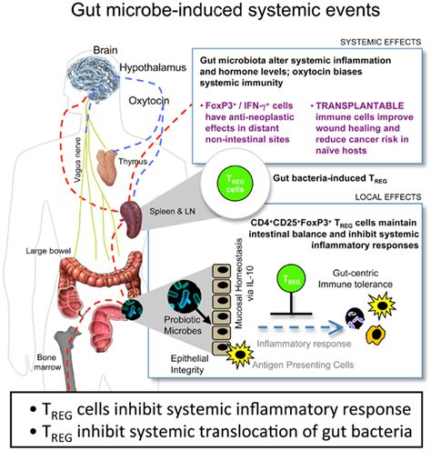 Frontiers Gut Microbiota And The Paradox Of Cancer Immunotherapy