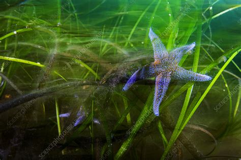 Two Northern Sea Star Feeding In Eelgrass Bed Stock Image C0557687