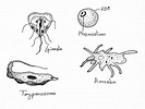 Classification of Protozoa - Biology Learner
