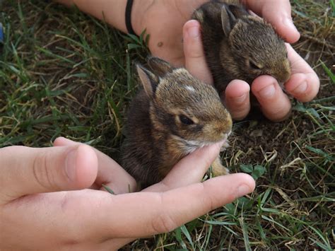 Eastern Cottontail Rabbit Baby Project Noah