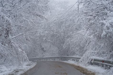 Snowy Driveway And Fog Mountain Road In Georgia Trees Covered By Snow