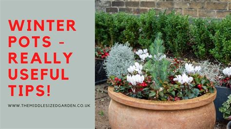 How To Choose And Plant Winter Pots Youtube