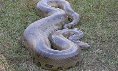Largest Green Anaconda Ever Recorded Honshort