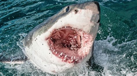 Most Dangerous Sharks List